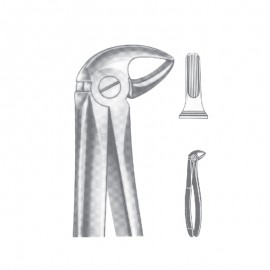 lower premolars Fig 13